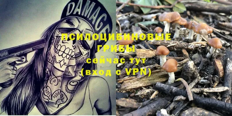 Галлюциногенные грибы Psilocybine cubensis Навашино